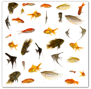 purchase tropical fish online