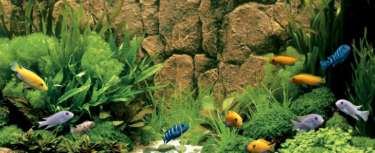 aquarium fishes images. Welfare of Aquarium Fish